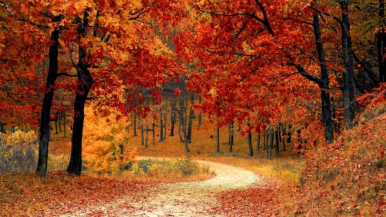 Widok na piękny, jesienny las w kolorach żółtym i pomarańczowym.