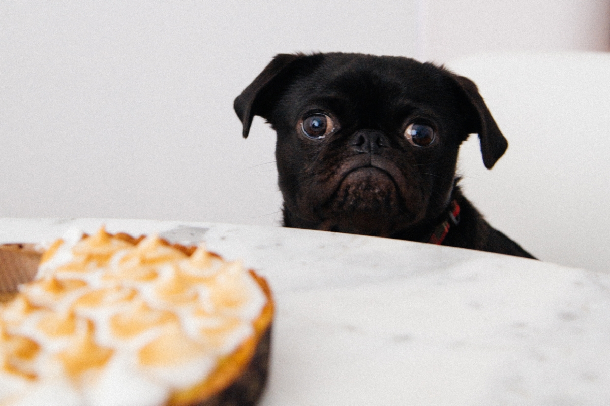 Głodny, zabawny pies patrzy na ciasto. Zdjęcie okładkowe do wpisu o skali głodu. Skala głody - jak stosować? Infografika